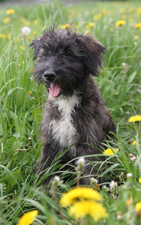 Eläinlääkäri VALOn tarjoamat palvelut kattavat perustason terveyden ja sairaudenhoidon. Panostamme ennaltaehkäisyyn ja pyrimme osaltamme tekemään arkielämästä entistä mukavampaa vinkkien avulla.
