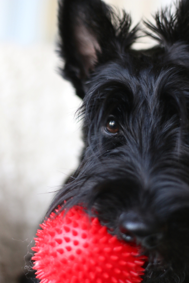 Koiran ja kissan suun terveys, arviointi eläinlääkärissä