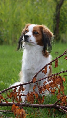 eläinlääkäri pienet toimenpiteet kuten kynsien leikkaus tai anaalirauhasten tyhjennys