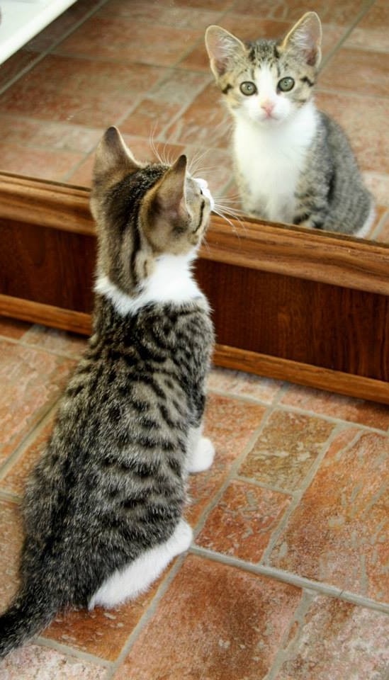 Ennaltaehkäisevään terveydenhuoltoon kuuluu rokotusten lisäksi kissalle ja koiralle tehtävä terveystarkastus