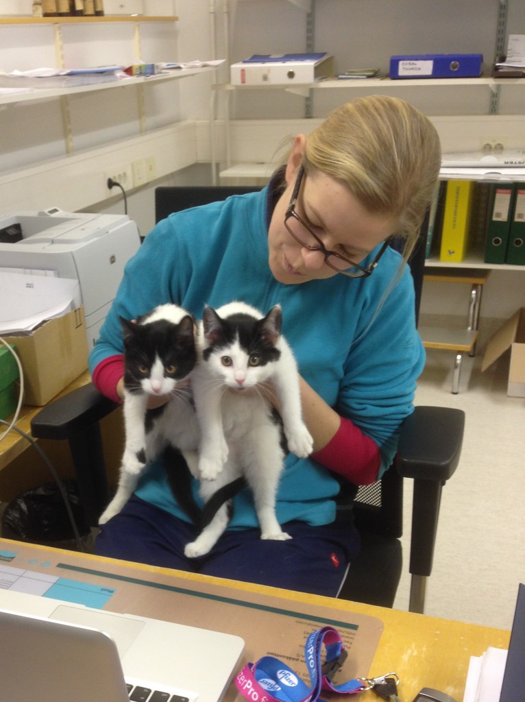 Eläinlääkäri kissan rokotus pentu