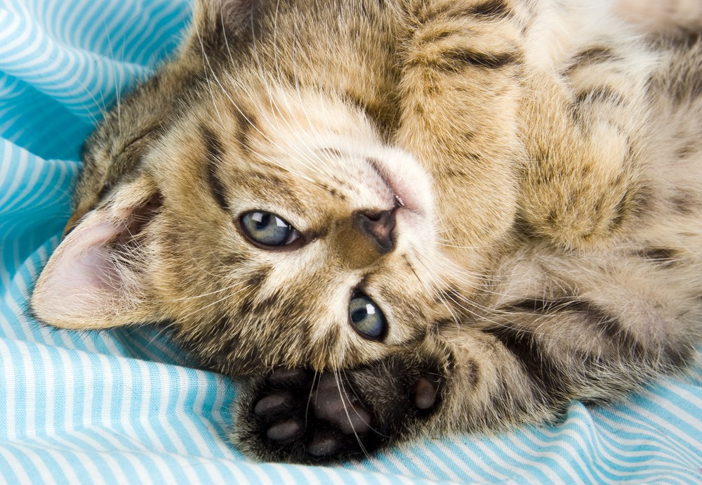 kissa eläinlääkärissä rokotuksilla