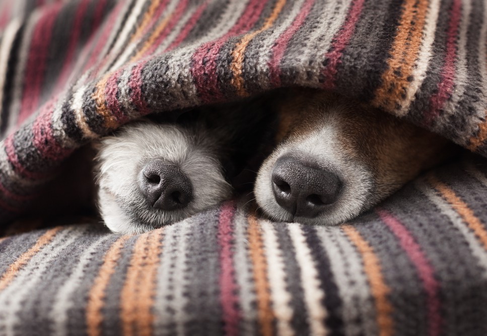 koira eläinlääkäri kotikäynnille