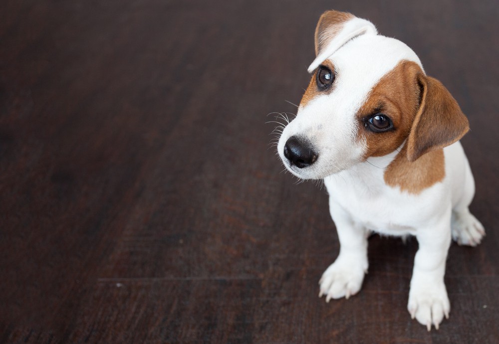 koiranpentu eläinlääkärissä rokotuksilla