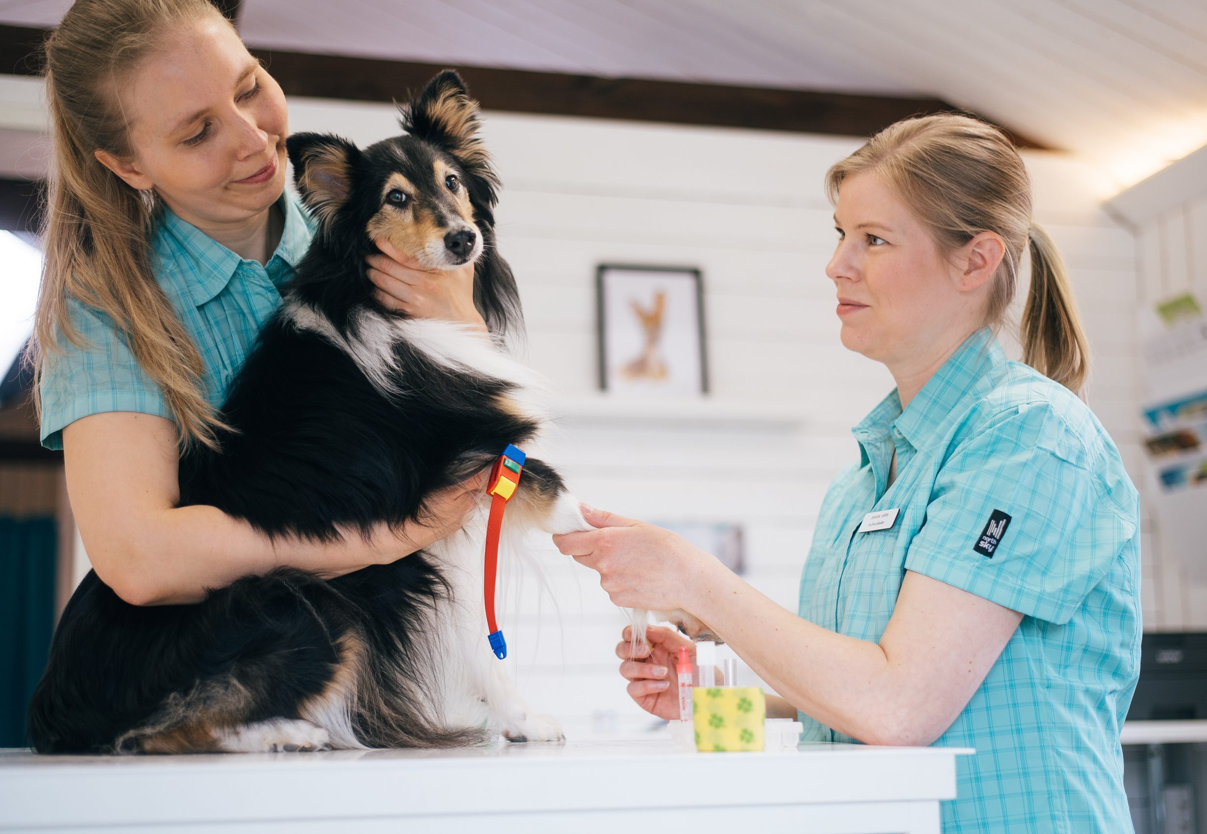 Eläinlääkäri Verinäyte